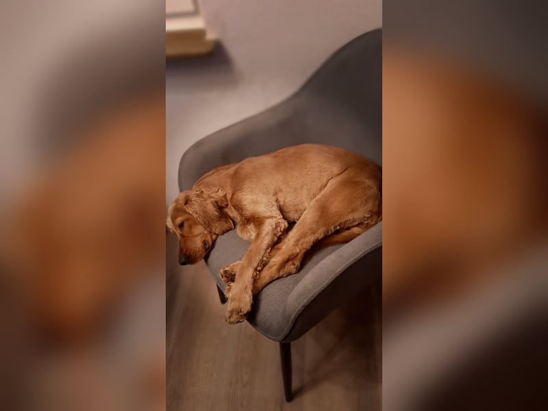 Bastian sucht liebevolles Für-immer-Zuhause