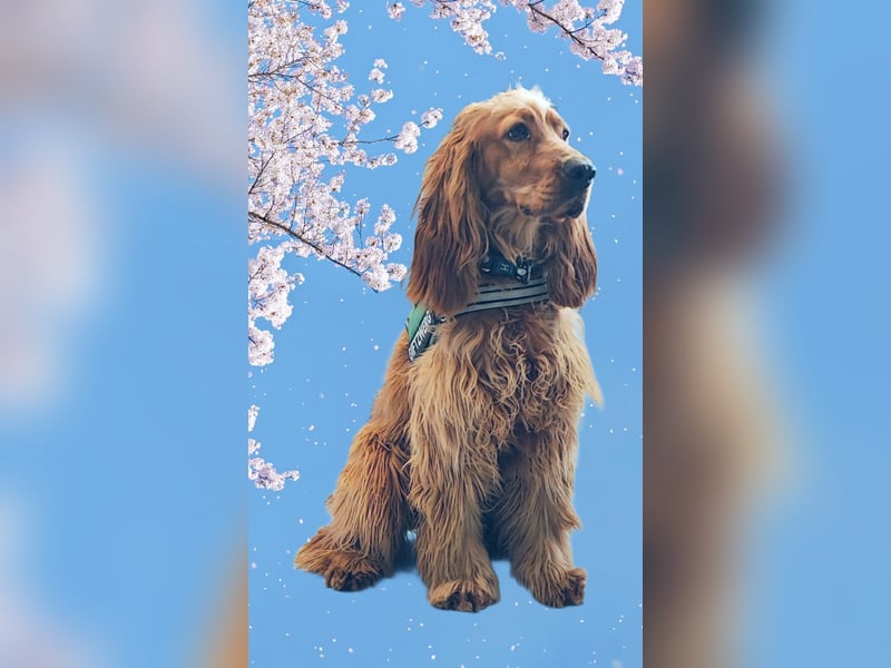 Bastian sucht liebevolles Für-immer-Zuhause