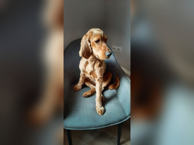 Bastian sucht liebevolles Für-immer-Zuhause