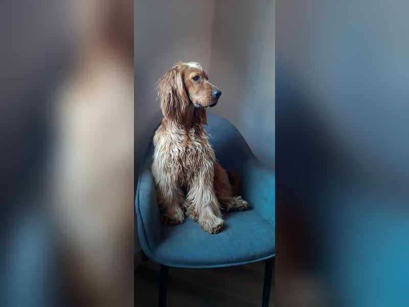 Bastian sucht liebevolles Für-immer-Zuhause