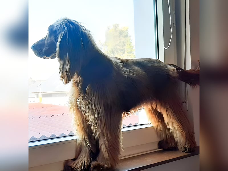 Bastian sucht liebevolles Für-immer-Zuhause