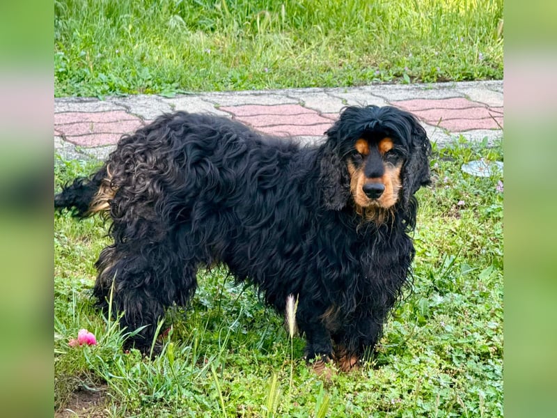 Spani, hübscher, freundlicher Cocker Spaniel geb. 06/2021