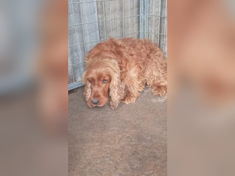 Rudolf, hübscher Cocker Spaniel Rüde geb. 11/2018