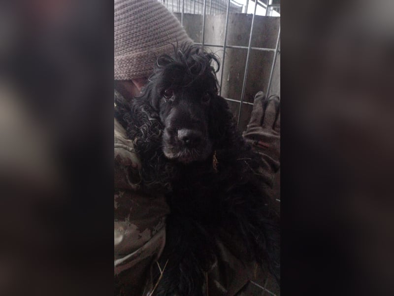 Foltos, schüchterne Cocker Spanile Dame geb. 2016