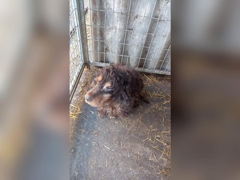 Zebu, lieber, älterer Cocker Spaniel geb. 2014