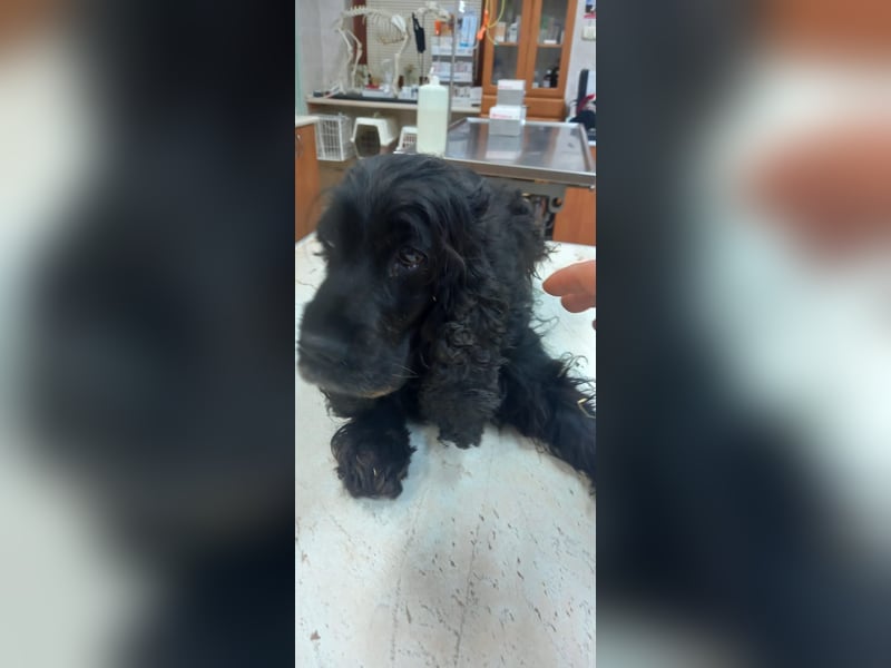 Greti, liebe Cocker Spaniel Dame geb. 2015