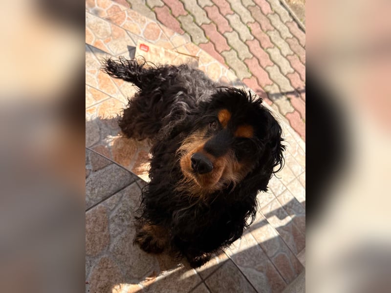 Spani, hübscher, freundlicher Cocker Spaniel geb. 06/2021