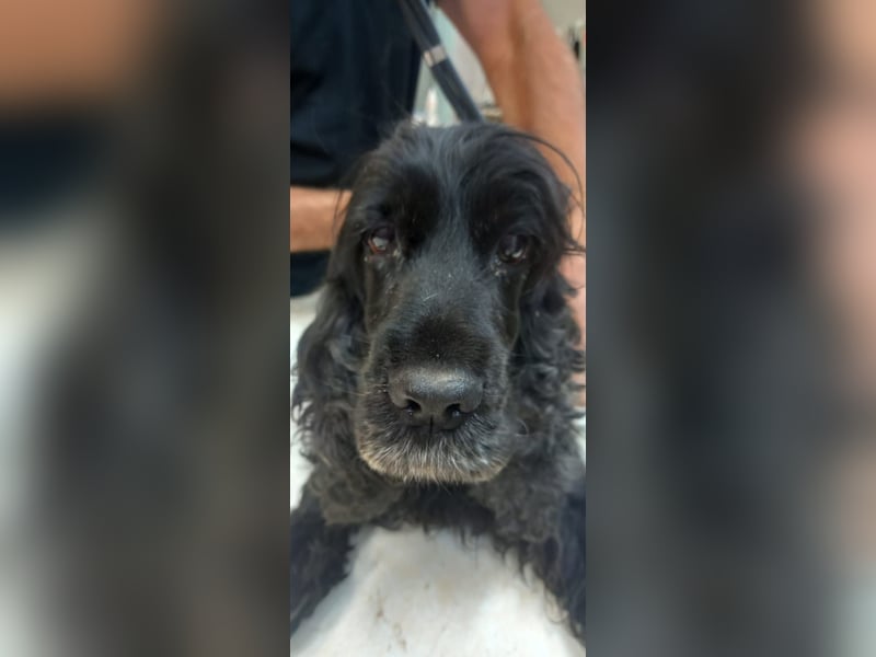 Greti, liebe Cocker Spaniel Dame geb. 2015