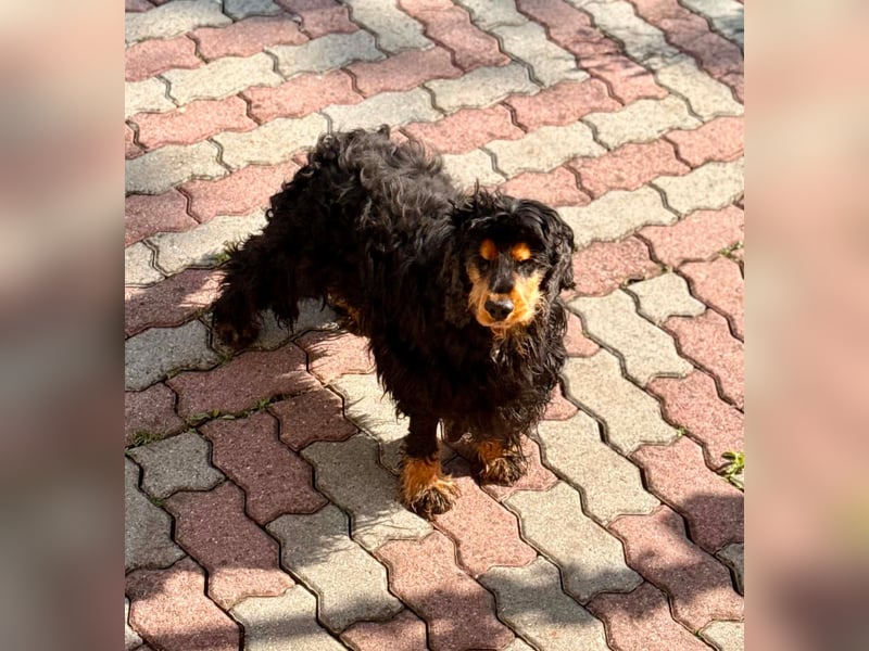 Spani, hübscher, freundlicher Cocker Spaniel geb. 06/2021