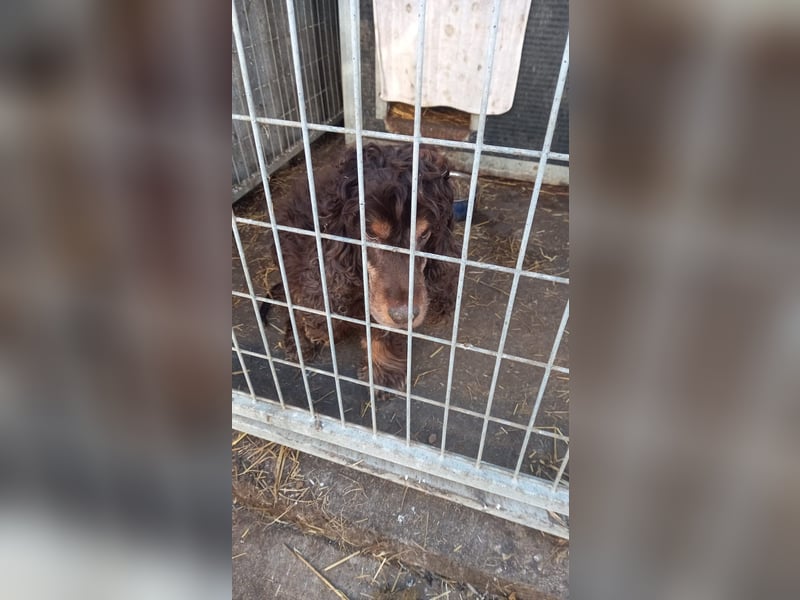 Zebu, lieber, älterer Cocker Spaniel geb. 2014