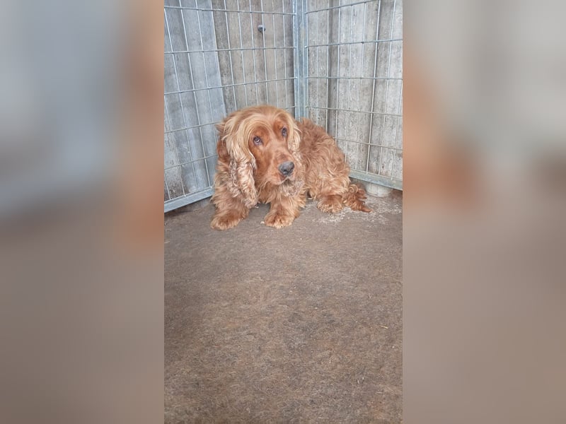 Rudolf, hübscher Cocker Spaniel Rüde geb. 11/2018