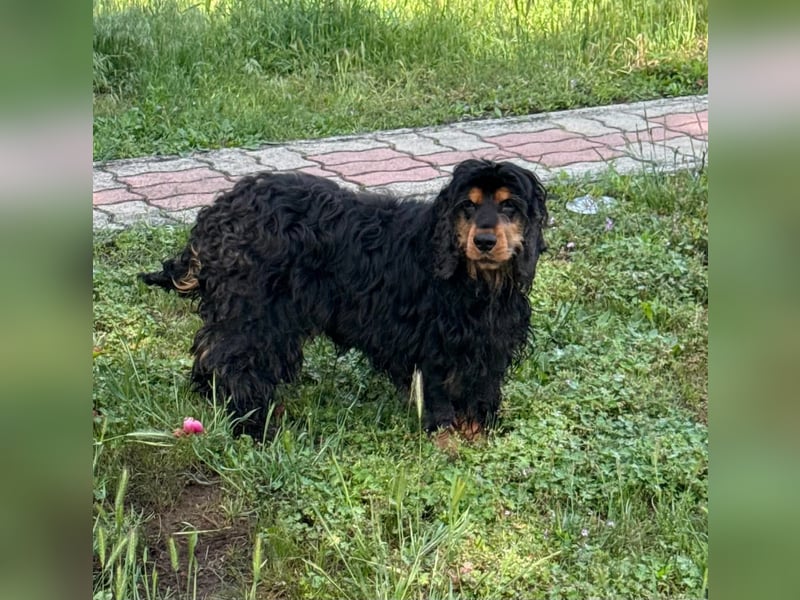 Spani, hübscher, freundlicher Cocker Spaniel geb. 06/2021