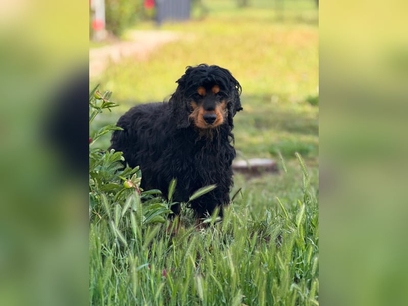 Spani, hübscher, freundlicher Cocker Spaniel geb. 06/2021