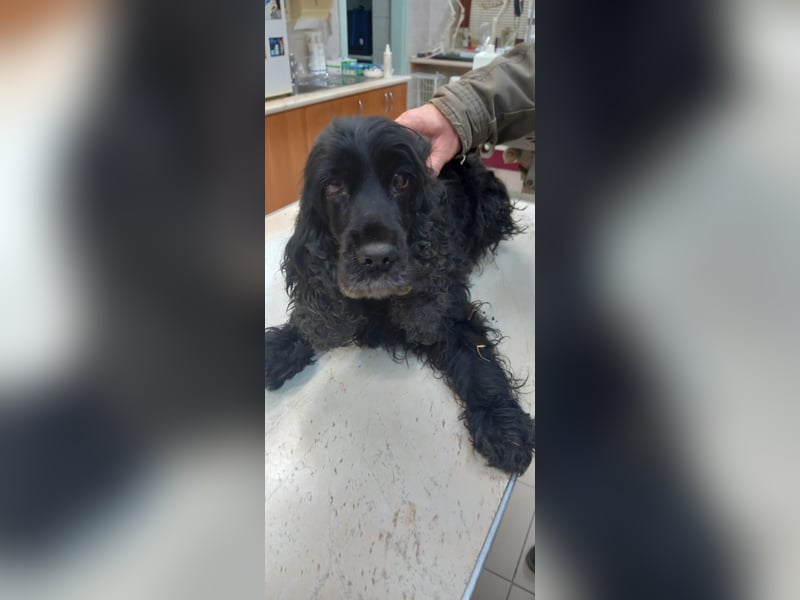 Greti, liebe Cocker Spaniel Dame geb. 2015