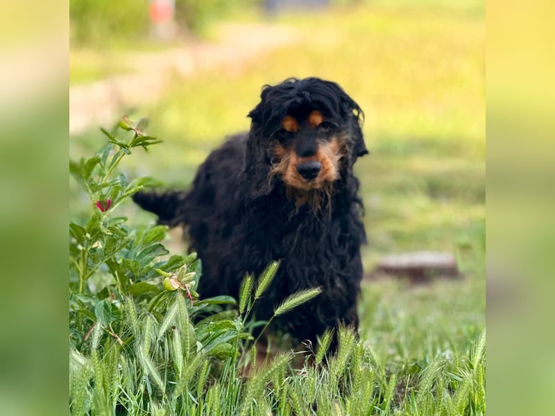 Spani, hübscher, freundlicher Cocker Spaniel geb. 06/2021