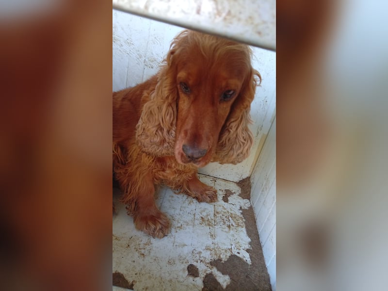 Lulu, hübsche Cocker Spaniel Hündin geb. 11/2019