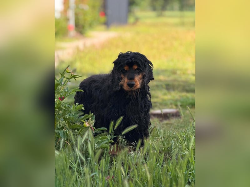 Spani, hübscher, freundlicher Cocker Spaniel geb. 06/2021