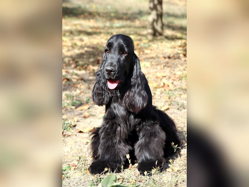 Reinrassiger Englisch Cocker Spaniel Rüde mit Stammbaum!