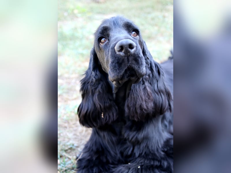Reinrassiger Englisch Cocker Spaniel Rüde mit Stammbaum!