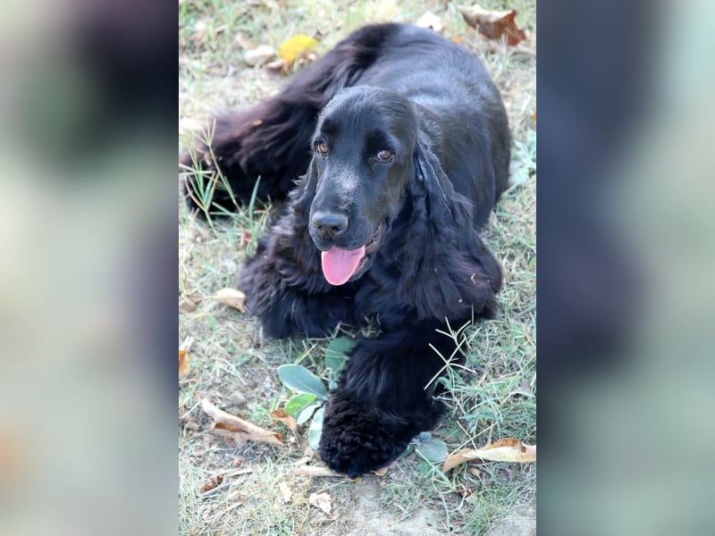 Reinrassiger Englisch Cocker Spaniel Rüde mit Stammbaum!
