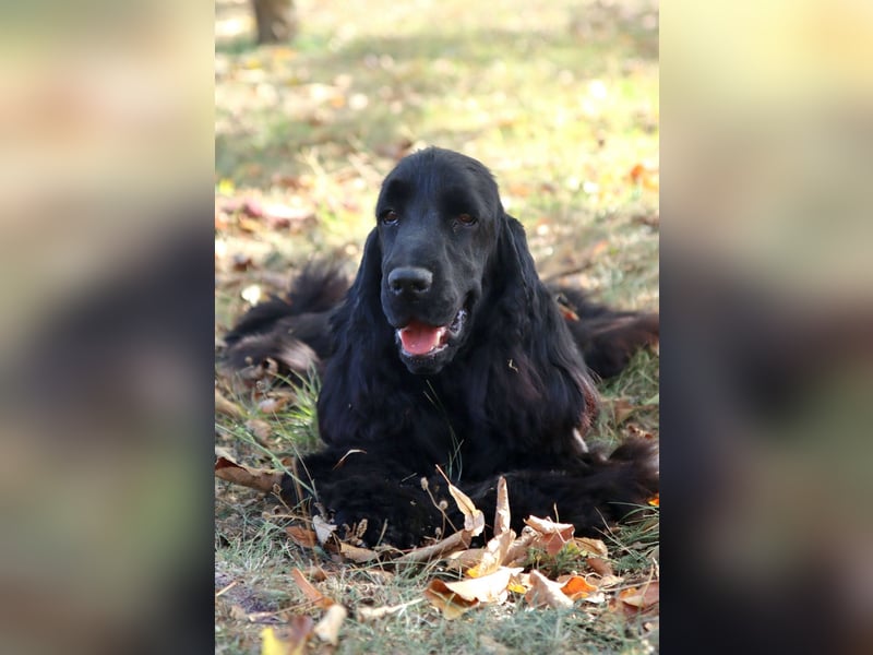 Reinrassiger Englisch Cocker Spaniel Rüde mit Stammbaum!