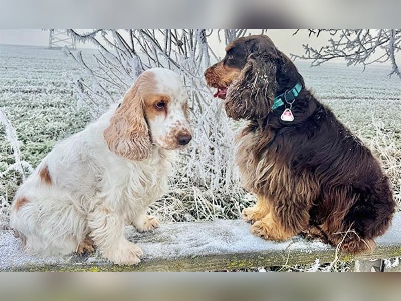 Wurfplanung Ende März 2026: English Cocker Spaniel vom Erfurter Kakteenhof