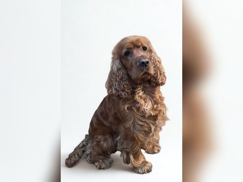 Butch ❤️ lieber, ruhiger Cocker Spaniel!