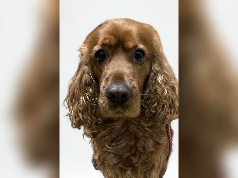 Butch ❤️ lieber, ruhiger Cocker Spaniel!