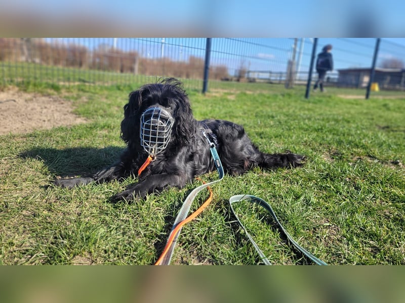 Chicka, süße Cocker Spaniel