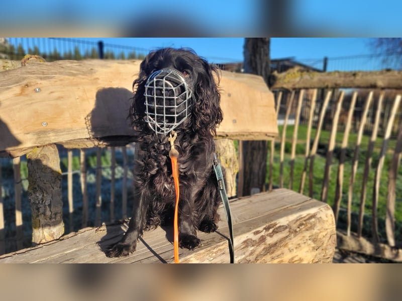 Chicka, süße Cocker Spaniel