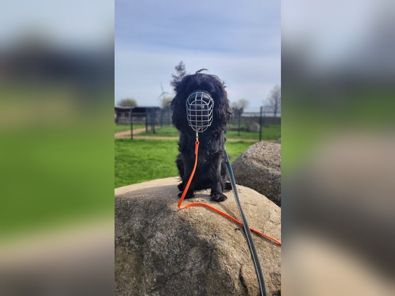 Chicka, süße Cocker Spaniel