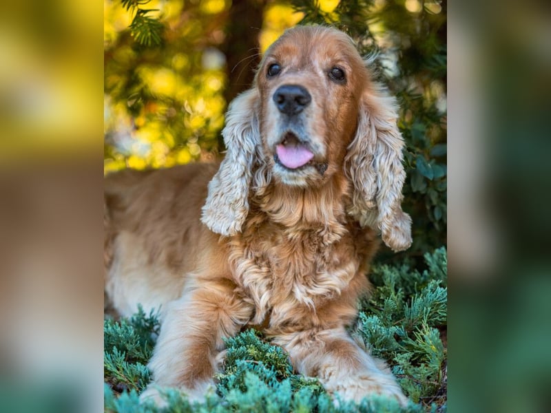 Benny Bub - fitter Cocker Spaniel - Tierhilfe Franken e.V.