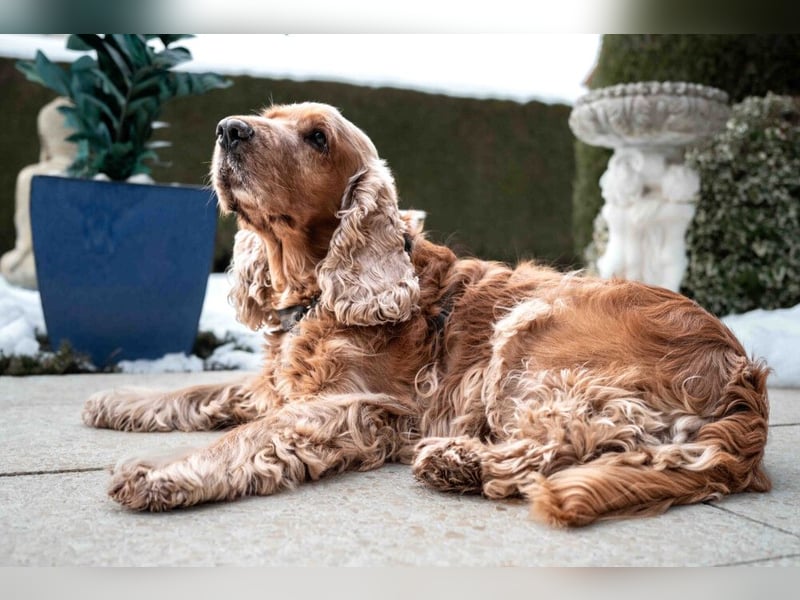 Benny Bub - fitter Cocker Spaniel - Tierhilfe Franken e.V.