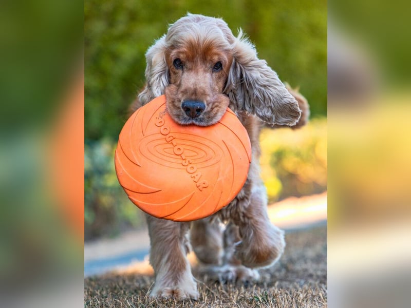 Benny Bub - fitter Cocker Spaniel - Tierhilfe Franken e.V.