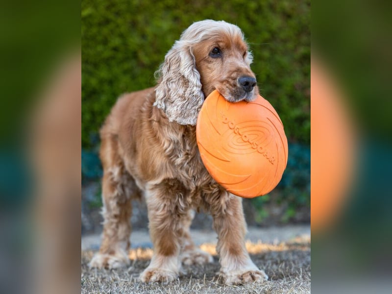 Benny Bub - fitter Cocker Spaniel - Tierhilfe Franken e.V.