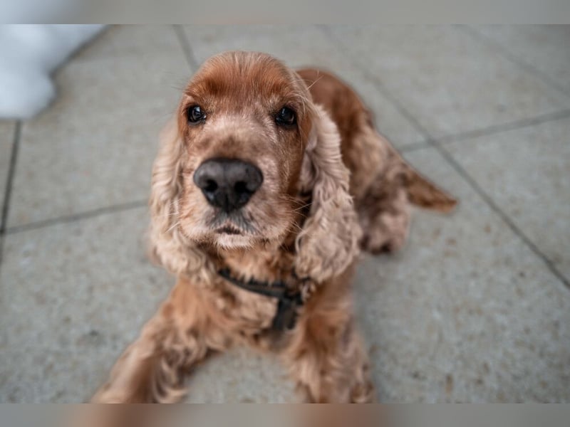 Benny Bub - fitter Cocker Spaniel - Tierhilfe Franken e.V.