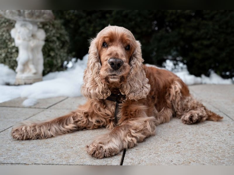 Benny Bub - fitter Cocker Spaniel - Tierhilfe Franken e.V.