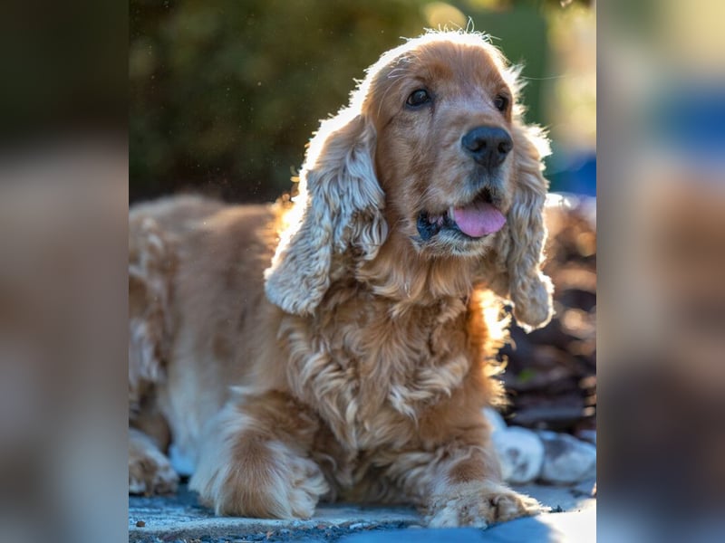 Benny Bub - fitter Cocker Spaniel - Tierhilfe Franken e.V.