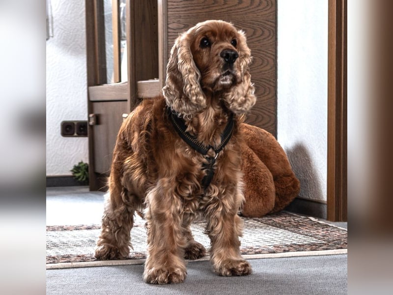 Benny Bub - fitter Cocker Spaniel - Tierhilfe Franken e.V.