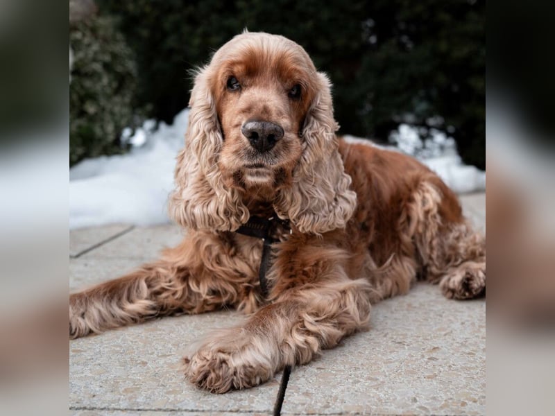 Benny Bub - fitter Cocker Spaniel - Tierhilfe Franken e.V.
