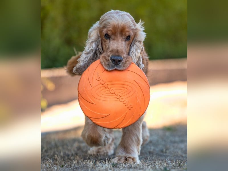 Benny Bub - fitter Cocker Spaniel - Tierhilfe Franken e.V.