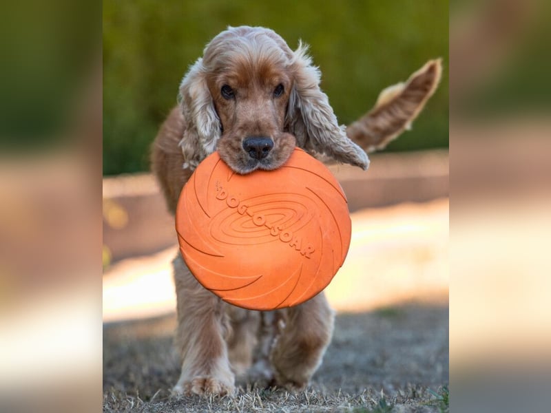 Benny Bub - fitter Cocker Spaniel - Tierhilfe Franken e.V.