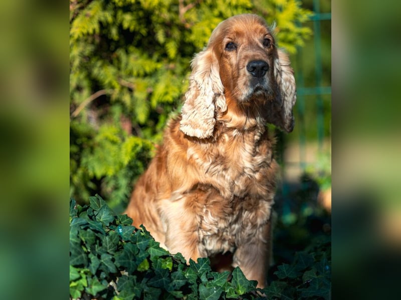 Benny Bub - fitter Cocker Spaniel - Tierhilfe Franken e.V.