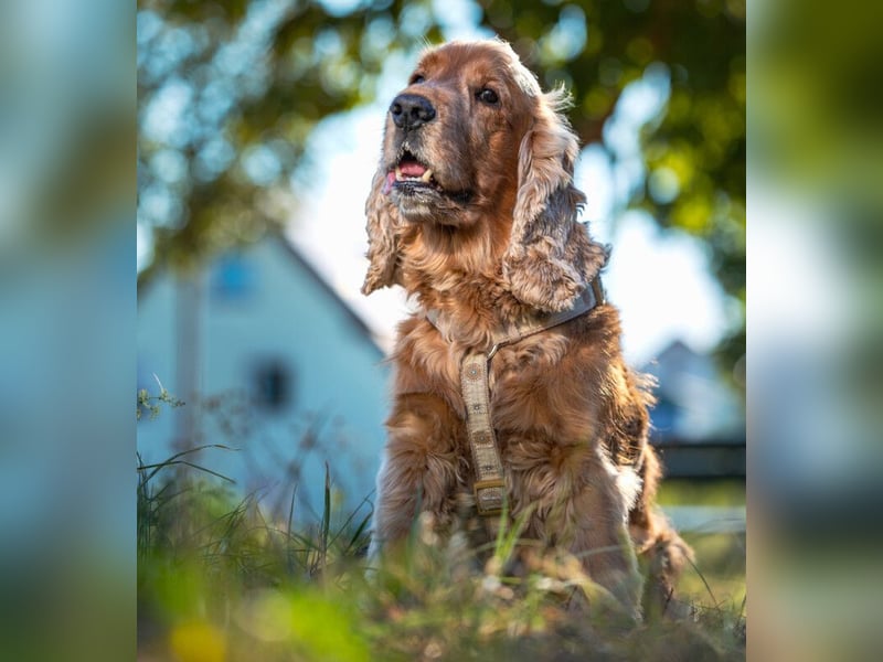 Benny Bub - fitter Cocker Spaniel - Tierhilfe Franken e.V.