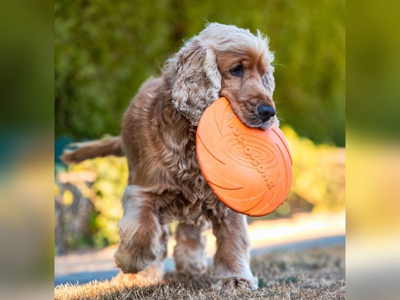 Benny Bub - fitter Cocker Spaniel - Tierhilfe Franken e.V.