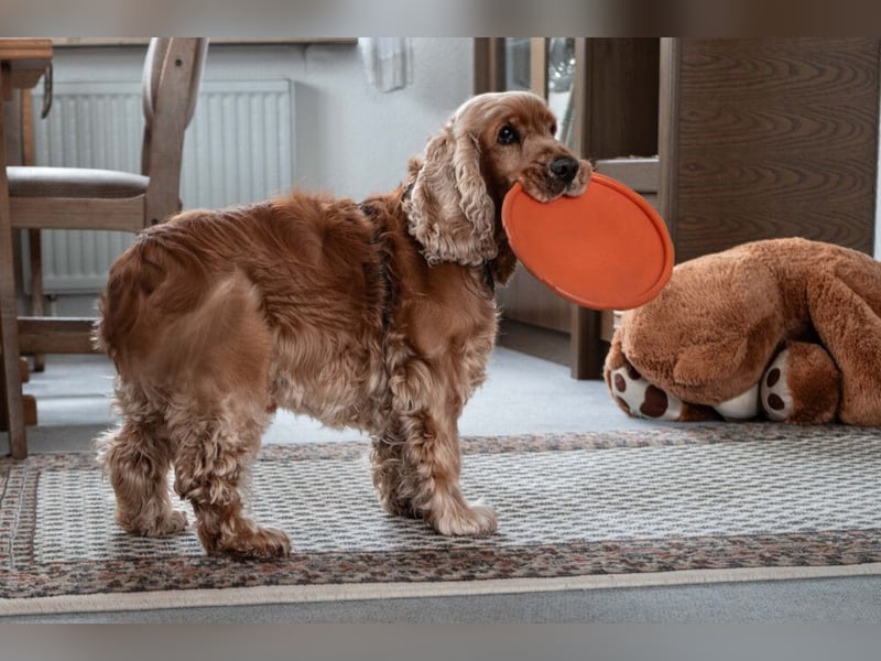 Benny Bub - fitter Cocker Spaniel - Tierhilfe Franken e.V.