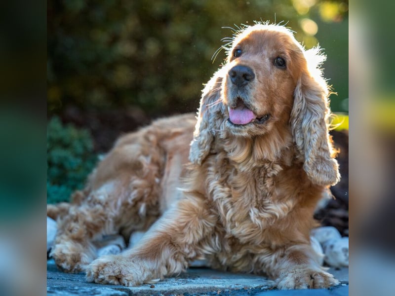 Benny Bub - fitter Cocker Spaniel - Tierhilfe Franken e.V.