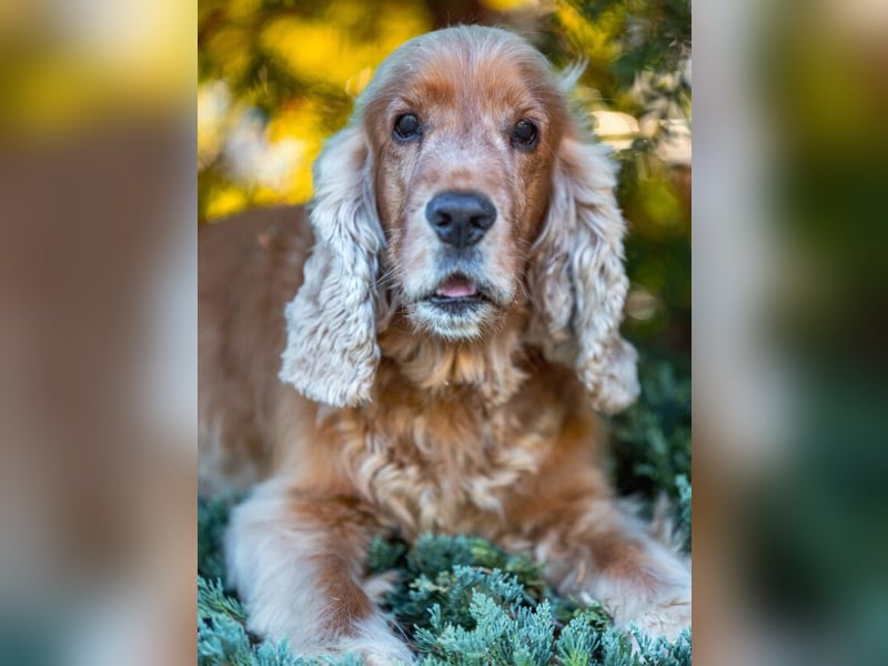 Benny Bub - fitter Cocker Spaniel - Tierhilfe Franken e.V.