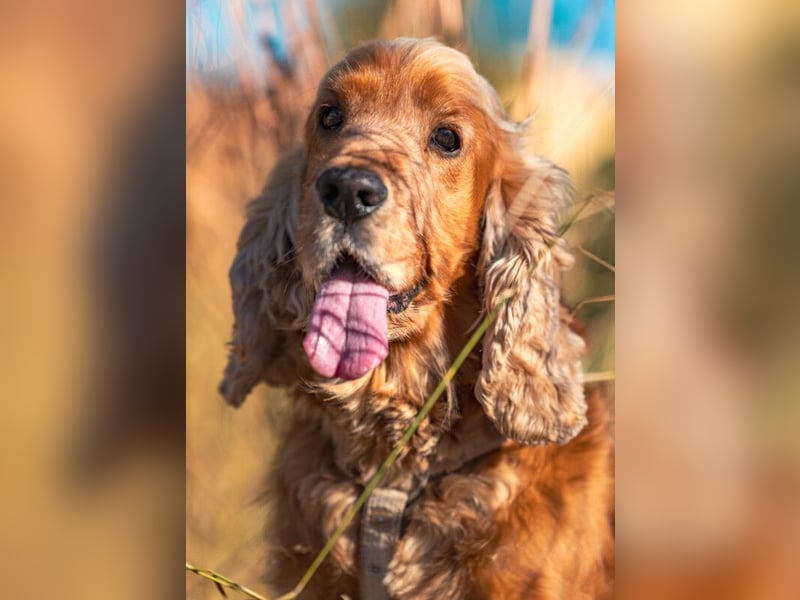 Benny Bub - fitter Cocker Spaniel - Tierhilfe Franken e.V.