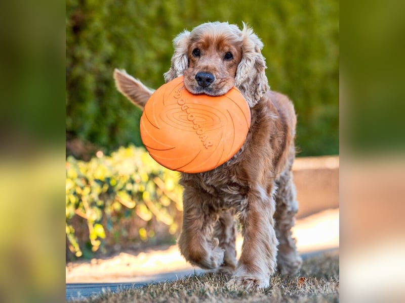 Benny Bub - fitter Cocker Spaniel - Tierhilfe Franken e.V.